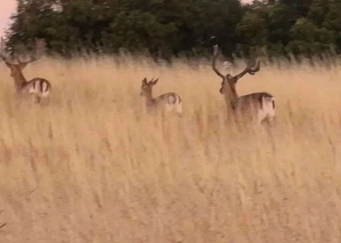 Luzin 2-5 Pers - Luxus, Steg, Boot Apartament